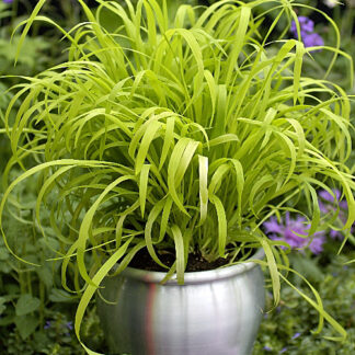 Milium effusum 'Flashlights' (Golden Millet Grass) [ID#963]