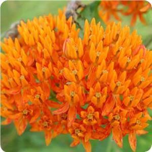 Asclepias tuberosa (Butterfly Weed) [ID#1927]