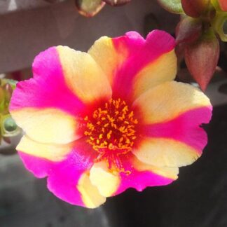 Purslane 4" 'Florigen's Choice' [ID#2000]