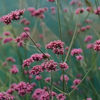 Verbena bonariensis 'Buenos Aires' [ID#8013]