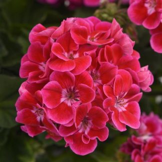 Geranium, Zonal 'Presto Rose Flare' 4¼” [ID#1652]