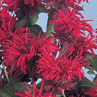 Monarda didyma 'Panorama Red' (Bee Balm) [ID#1937]